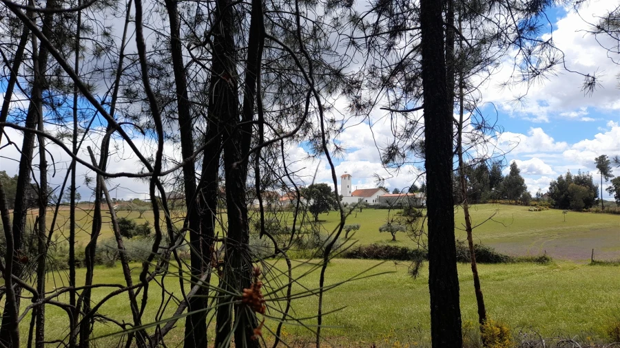 Terreno Agricola ou Rústico para Venda em Vale de Prazeres e Mata da Rainha Foto 11