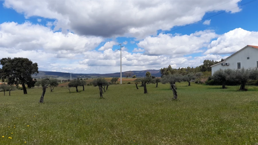 Terreno Agricola ou Rústico para Venda em Vale de Prazeres e Mata da Rainha Foto 4