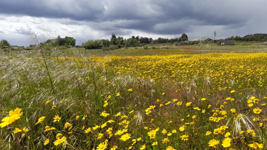 Terreno Agricola ou Rústico para Venda em Vale de Prazeres e Mata da Rainha Foto 9
