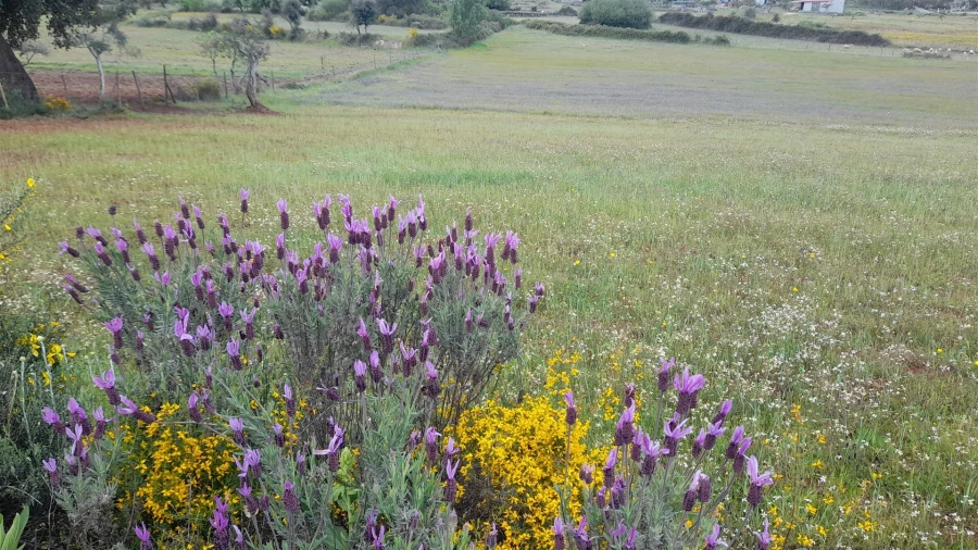Terreno Agricola ou Rústico para Venda em Vale de Prazeres e Mata da Rainha Foto 6