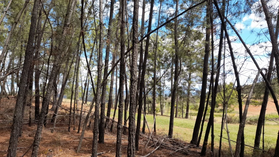 Terreno Agricola ou Rústico para Venda em Vale de Prazeres e Mata da Rainha Foto 10