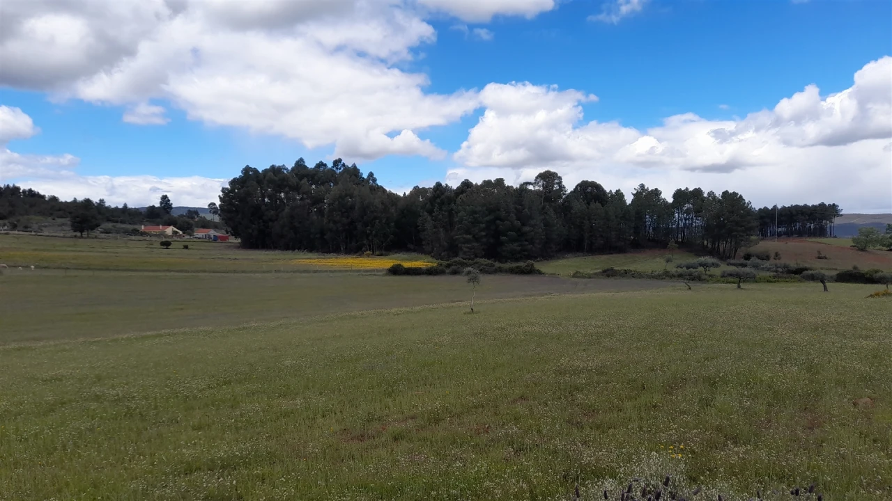 Terreno Agricola ou Rústico para Venda em Vale de Prazeres e Mata da Rainha Foto 8