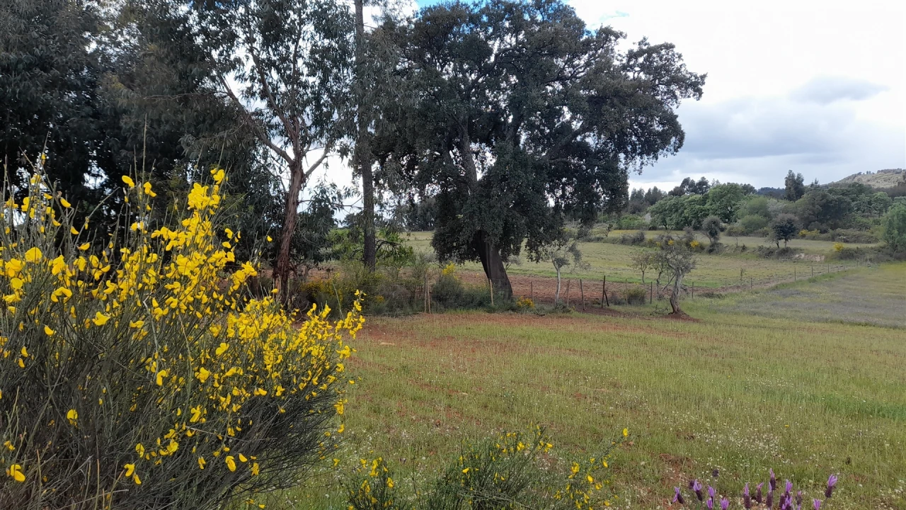 Terreno Agricola ou Rústico para Venda em Vale de Prazeres e Mata da Rainha Foto 5