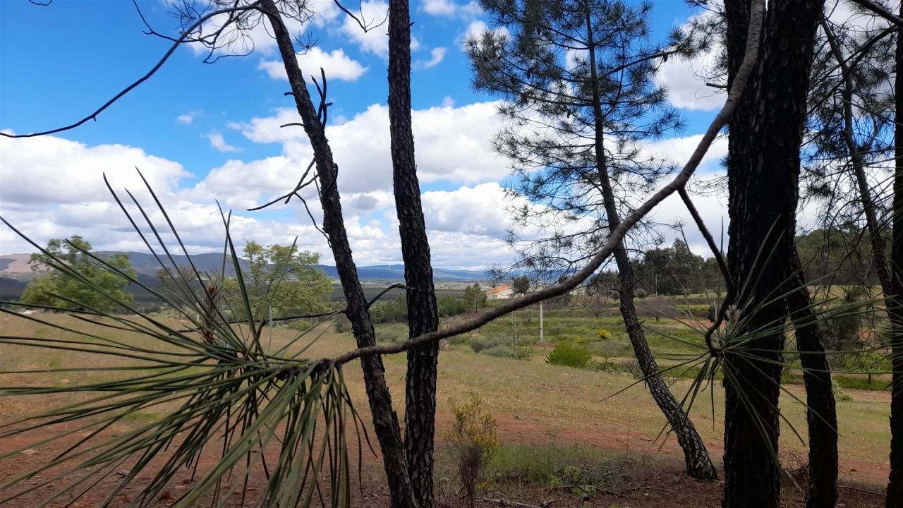 Terreno Agricola ou Rústico para Venda em Vale de Prazeres e Mata da Rainha Foto 12
