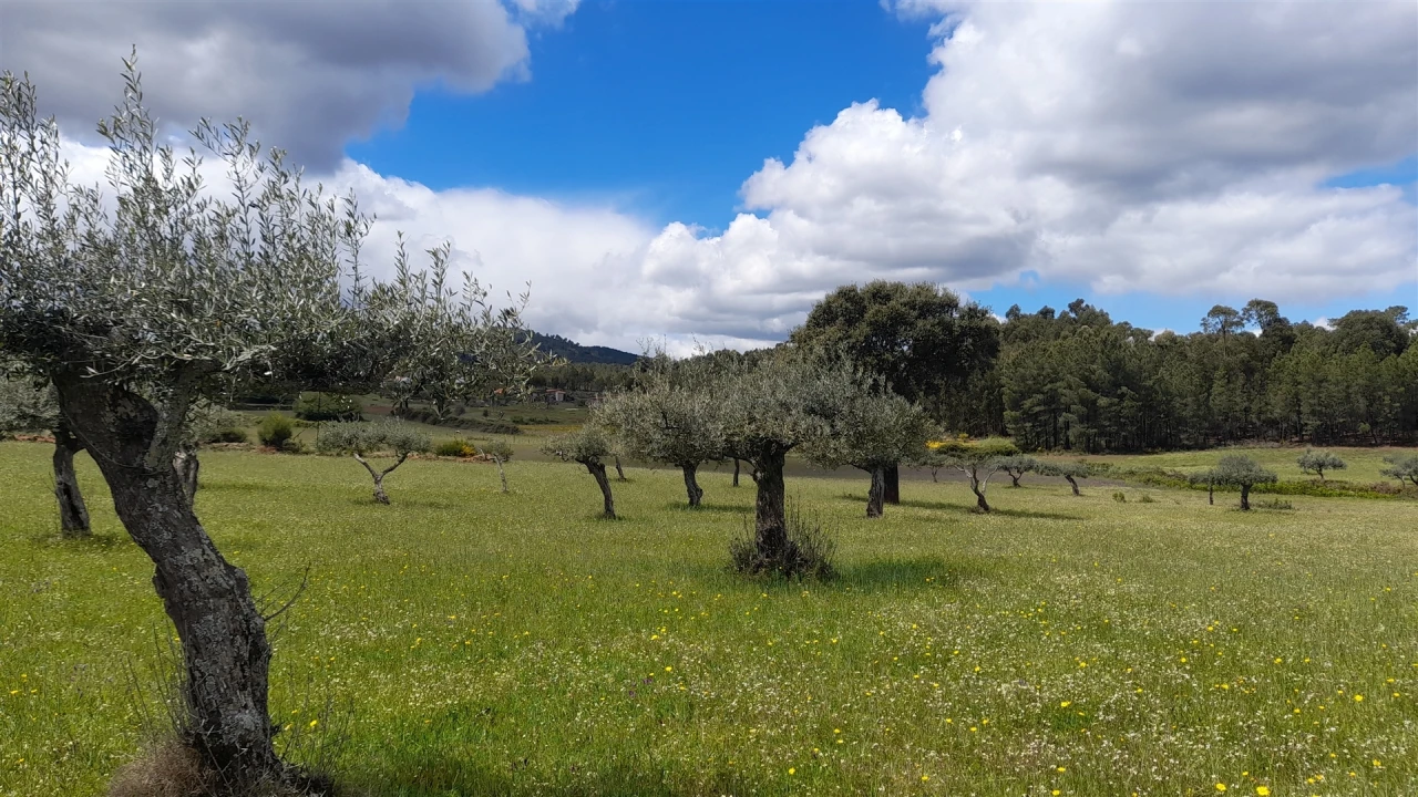 Terreno Agricola ou Rústico para Venda em Vale de Prazeres e Mata da Rainha Foto 1