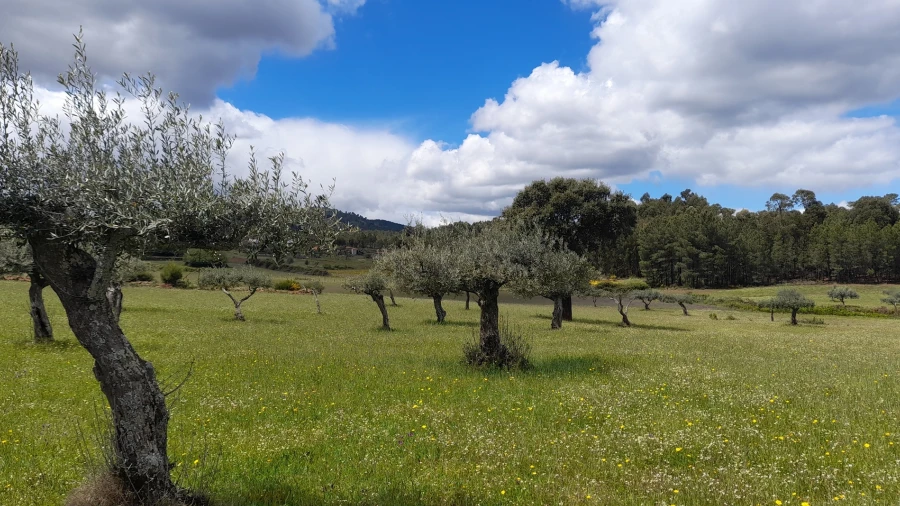 Terreno Agricola ou Rústico para Venda em Vale de Prazeres e Mata da Rainha