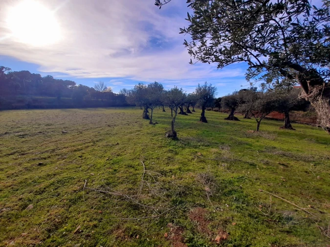 Quinta T0 para Venda em Penha Garcia Foto 6