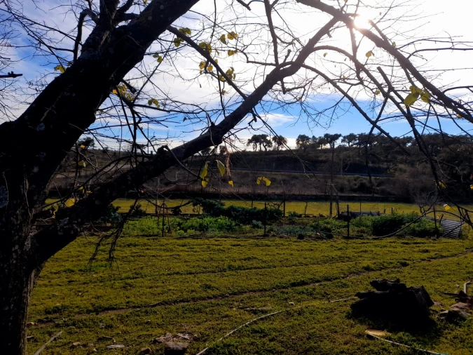 Quinta T0 para Venda em Penha Garcia Foto 13