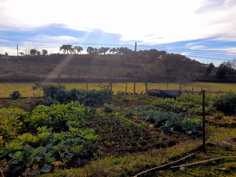 Quinta T0 para Venda em Penha Garcia Foto 9