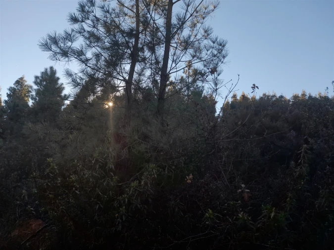 Quinta T0 para Venda em Capinha Foto 21