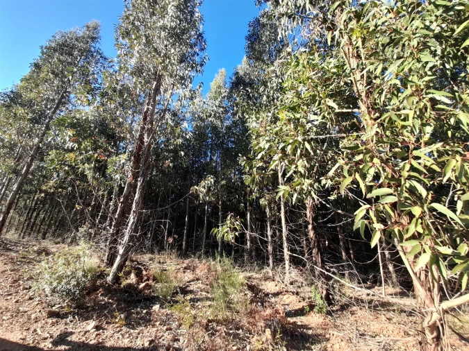 Quinta T0 para Venda em Capinha Foto 11