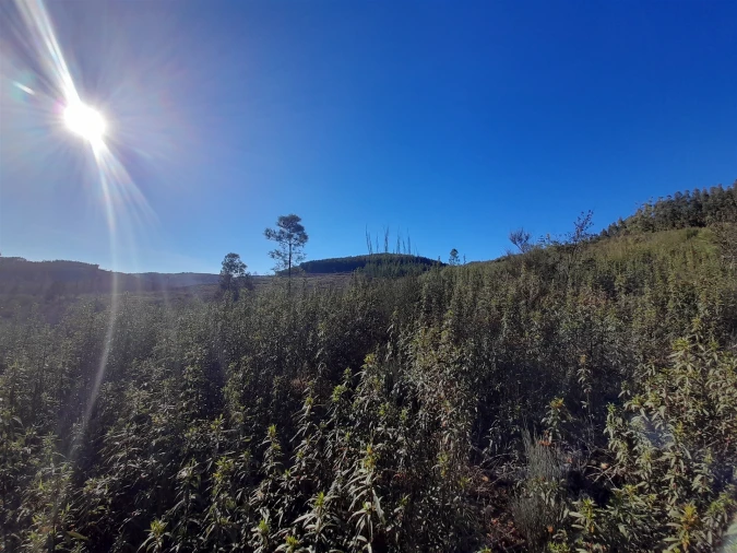 Quinta T0 para Venda em Capinha Foto 4
