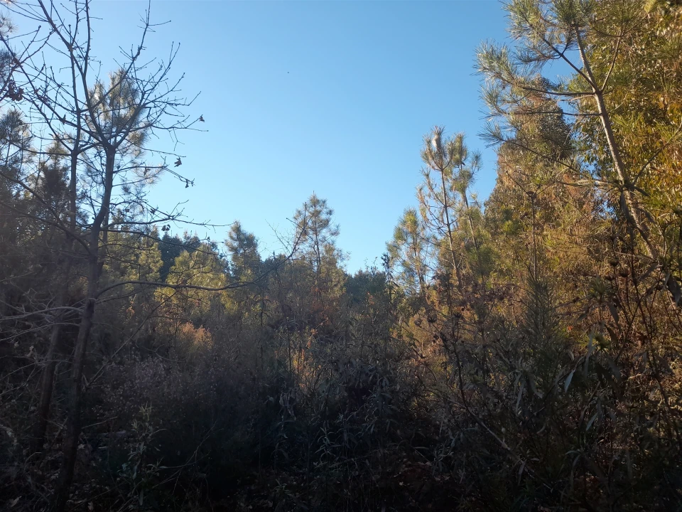 Quinta T0 para Venda em Capinha Foto 19