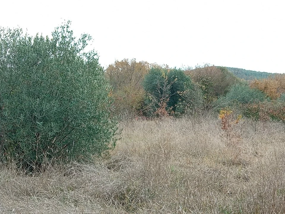 Quinta T0 para Venda em Vale da Senhora da Povoa Foto 3