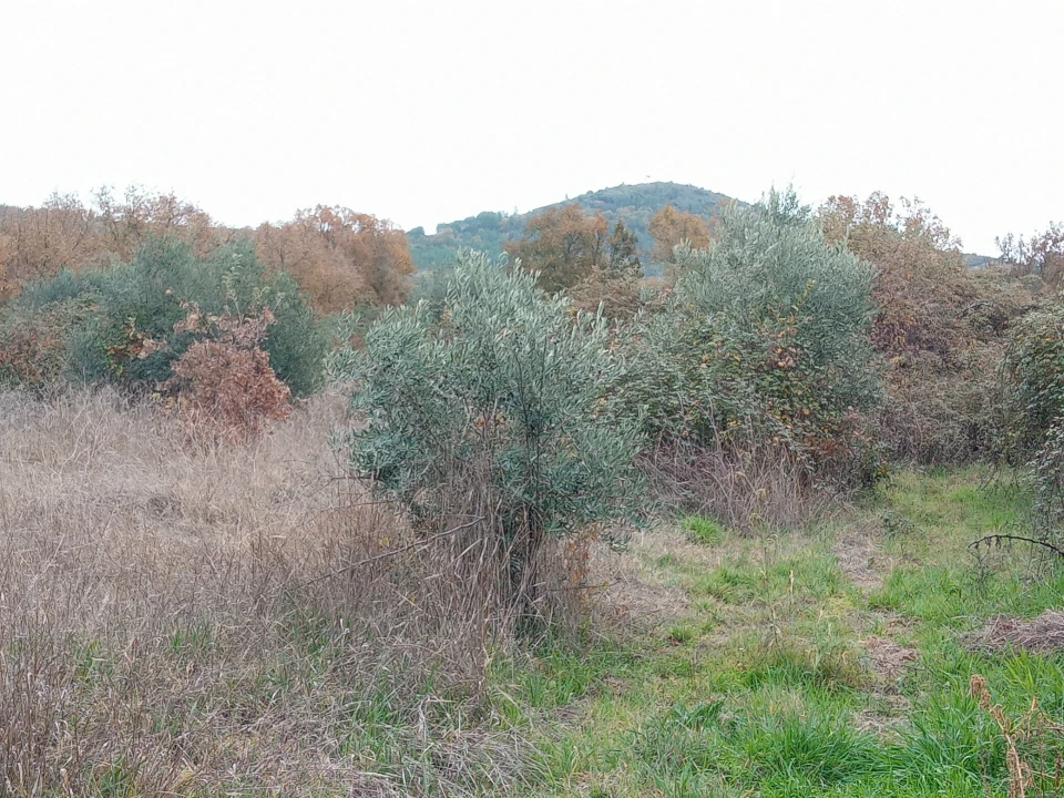 Quinta T0 para Venda em Vale da Senhora da Povoa Foto 2