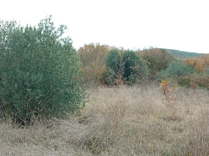 Quinta T0 para Venda em Vale da Senhora da Povoa Foto 3