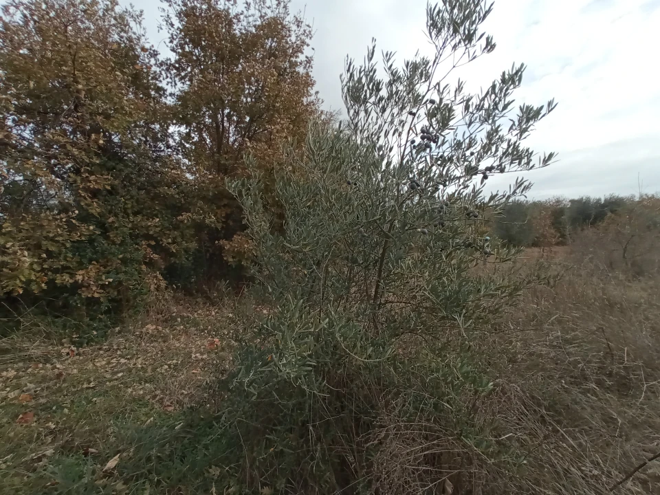 Quinta T0 para Venda em Vale da Senhora da Povoa Foto 7