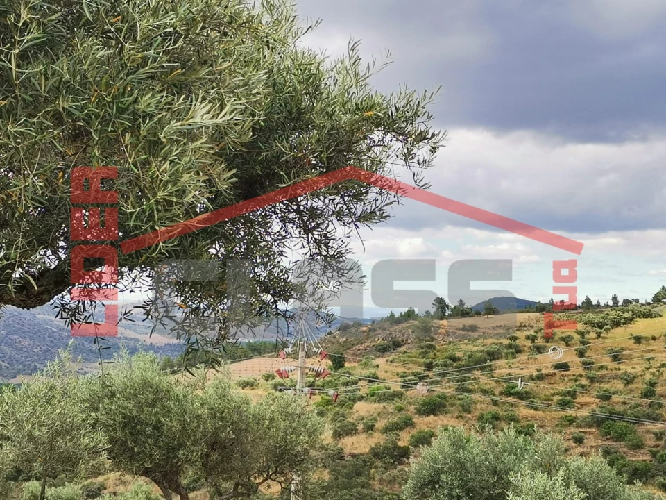 Terreno Agricola ou Rústico para Venda em Vilas Boas e Vilarinho das Azenhas Foto 4