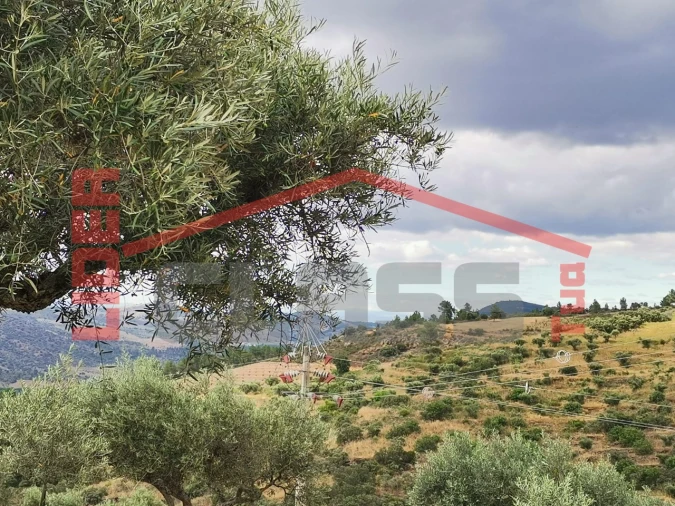 Terreno Agricola ou Rústico para Venda em Vilas Boas e Vilarinho das Azenhas Foto 4