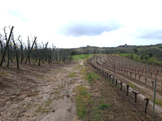Terreno para Venda em A dos Francos Foto 4