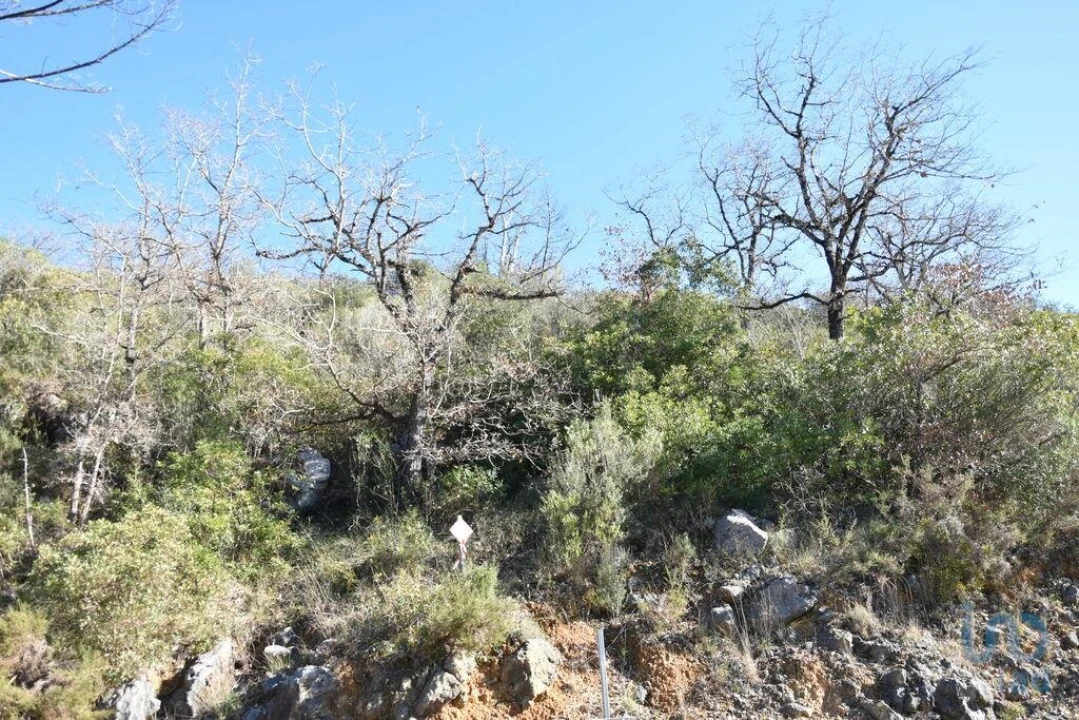 Terreno para Venda em Freixianda, Ribeira do Fárrio e Formigais Foto 13