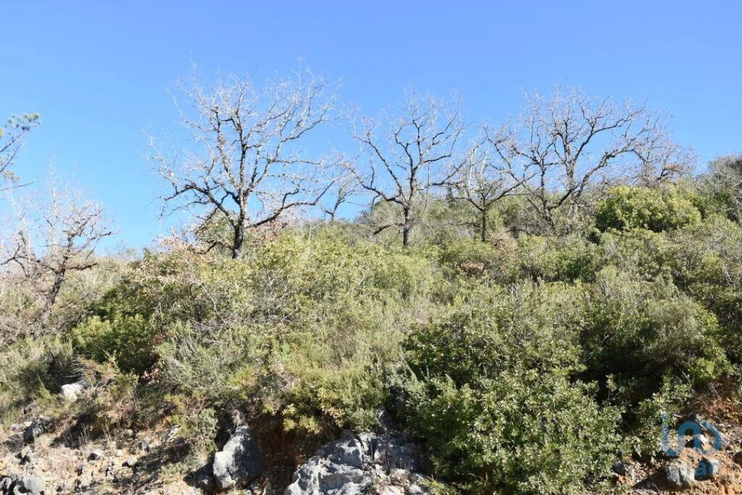 Terreno para Venda em Freixianda, Ribeira do Fárrio e Formigais Foto 3
