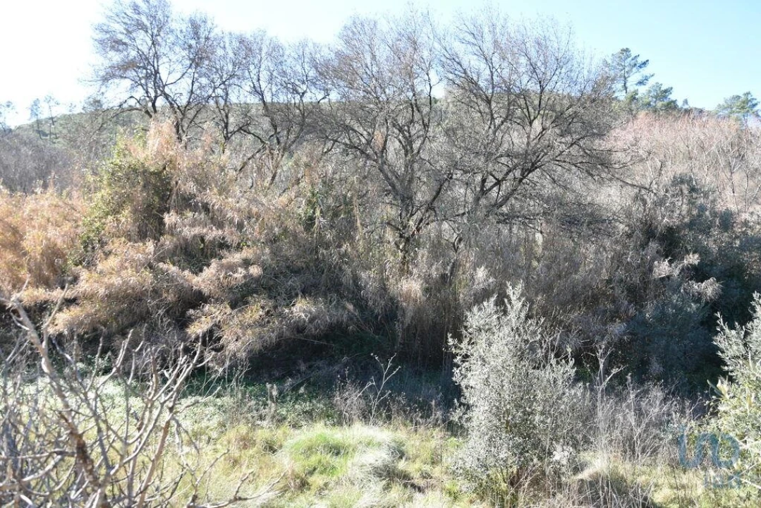 Terreno para Venda em Freixianda, Ribeira do Fárrio e Formigais Foto 10
