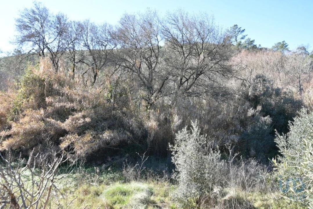Terreno para Venda em Freixianda, Ribeira do Fárrio e Formigais Foto 9