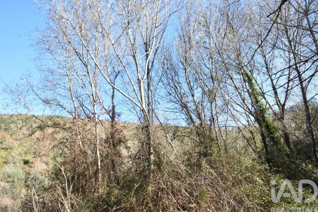 Terreno para Venda em Freixianda, Ribeira do Fárrio e Formigais Foto 25