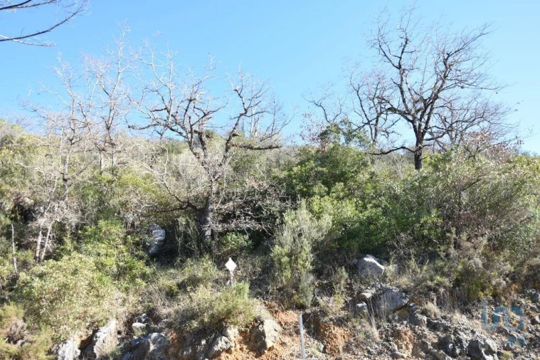 Terreno para Venda em Freixianda, Ribeira do Fárrio e Formigais Foto 13