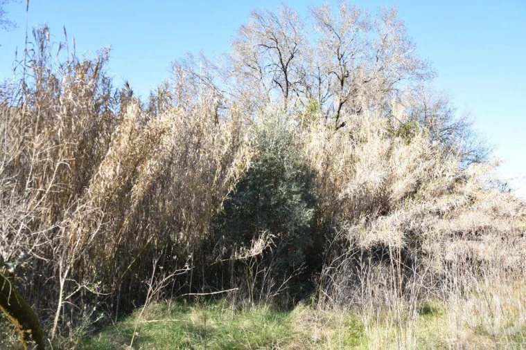 Terreno para Venda em Freixianda, Ribeira do Fárrio e Formigais Foto 24
