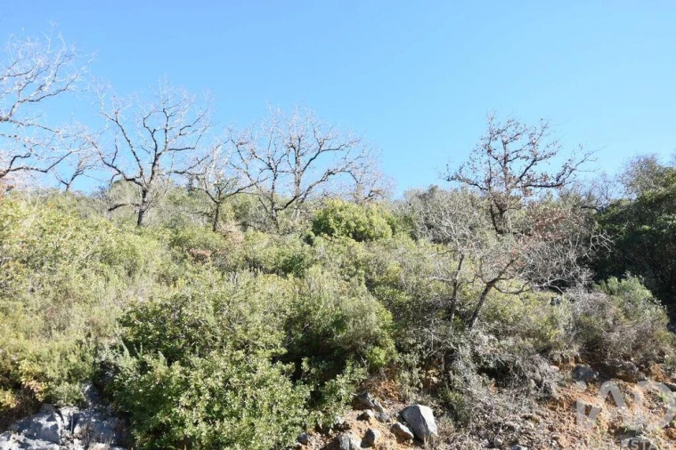 Terreno para Venda em Freixianda, Ribeira do Fárrio e Formigais Foto 15