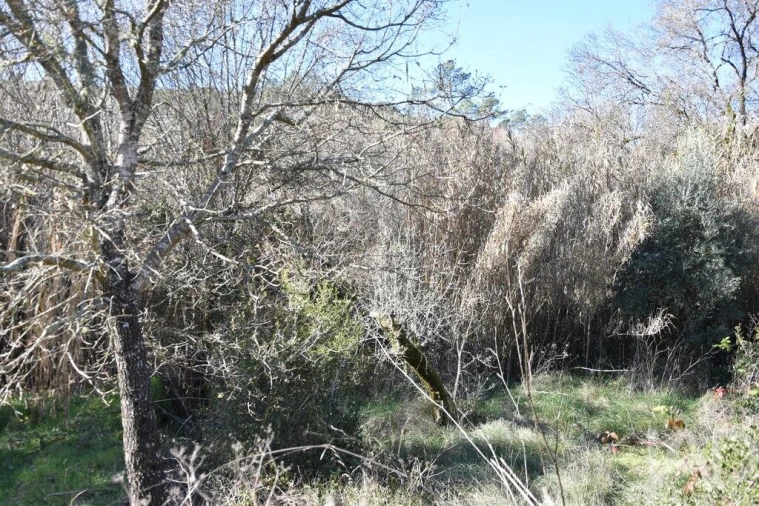 Terreno para Venda em Freixianda, Ribeira do Fárrio e Formigais Foto 23