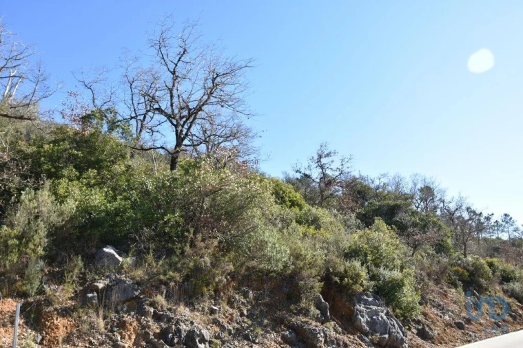 Terreno para Venda em Freixianda, Ribeira do Fárrio e Formigais Foto 11
