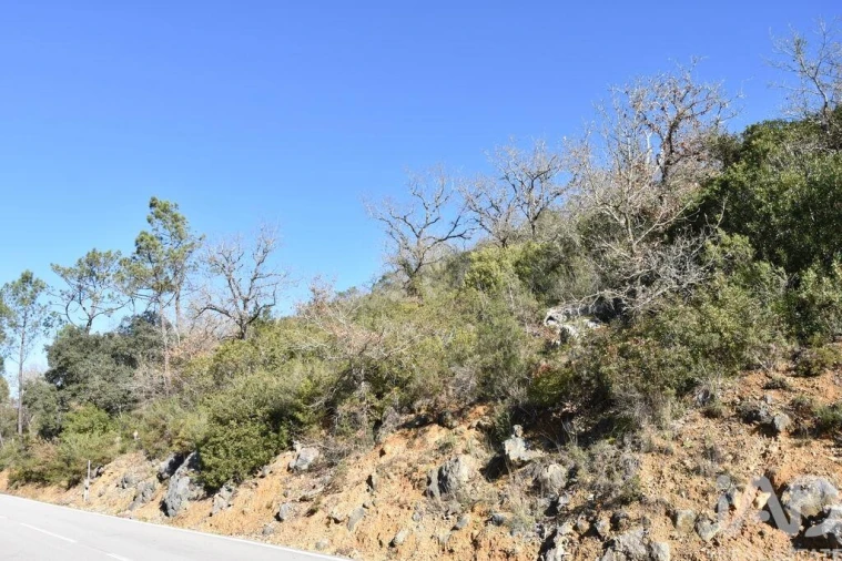 Terreno para Venda em Freixianda, Ribeira do Fárrio e Formigais Foto 19