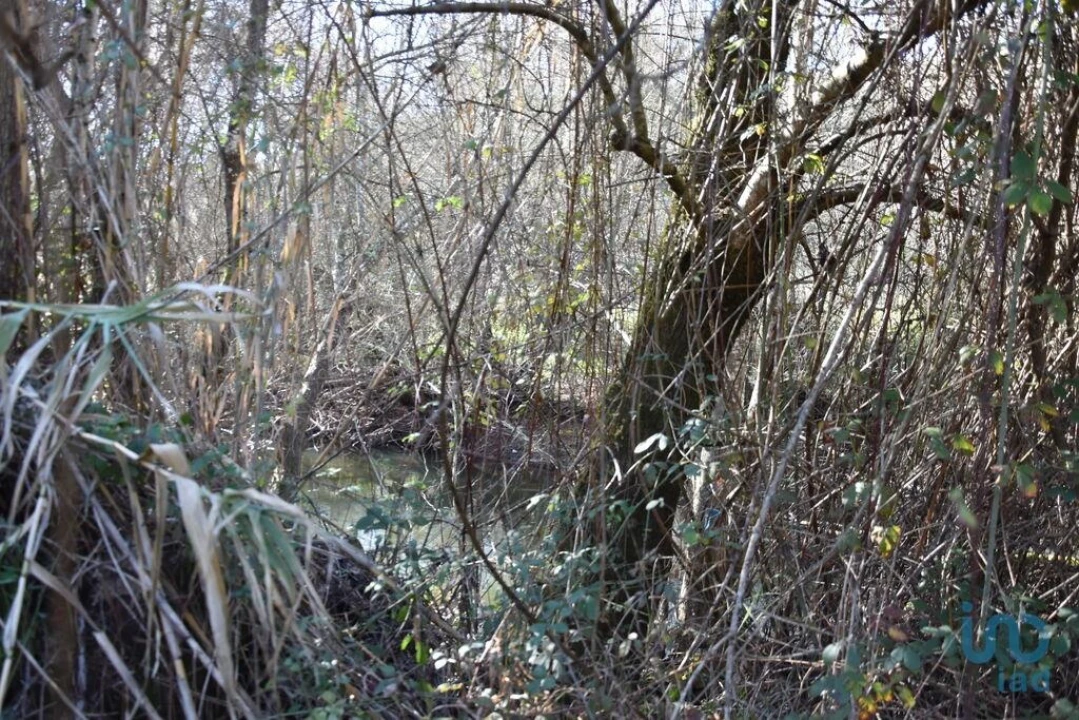 Terreno para Venda em Freixianda, Ribeira do Fárrio e Formigais Foto 2