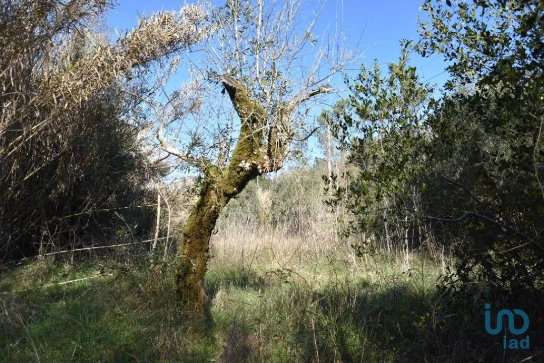 Terreno para Venda em Freixianda, Ribeira do Fárrio e Formigais Foto 4