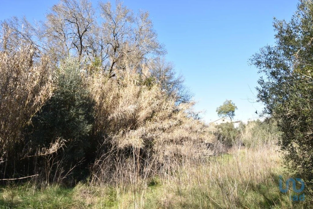 Terreno para Venda em Freixianda, Ribeira do Fárrio e Formigais Foto 5