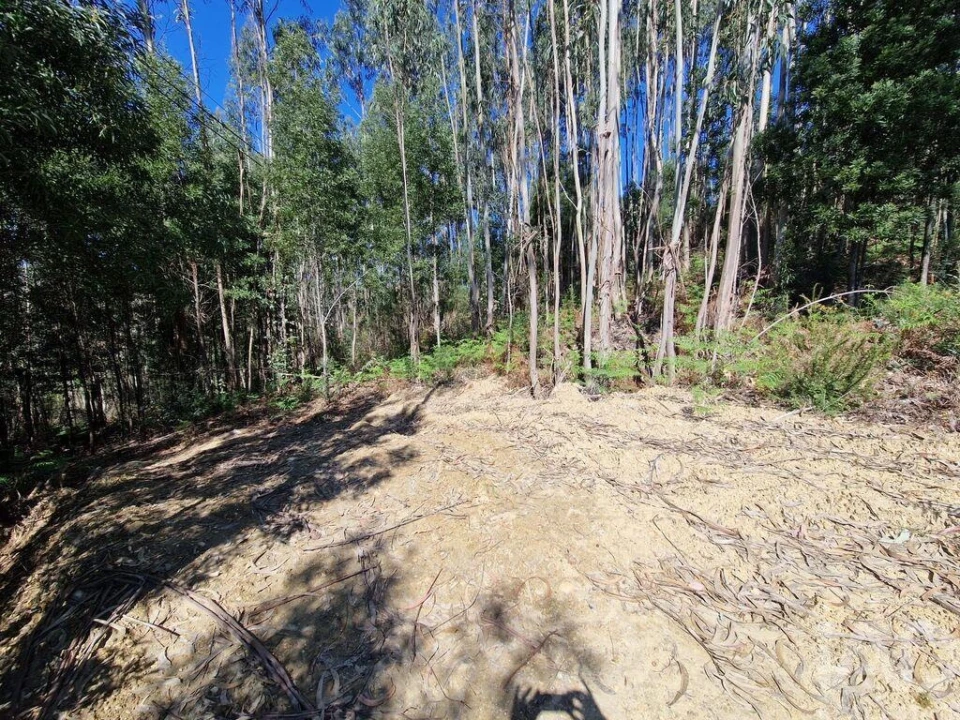 Terreno para Venda em Nogueira, Meixedo e Vilar de Murteda Foto 11