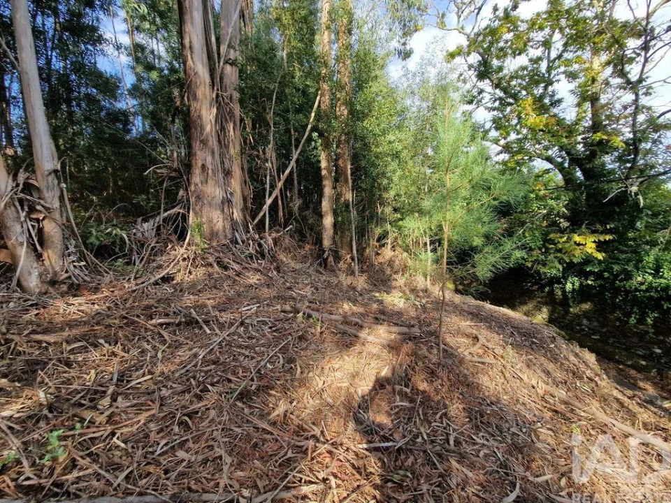 Terreno para Venda em Nogueira, Meixedo e Vilar de Murteda Foto 29