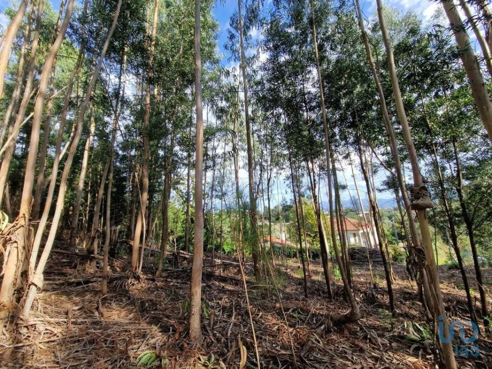 Terreno para Venda em Nogueira, Meixedo e Vilar de Murteda Foto 13