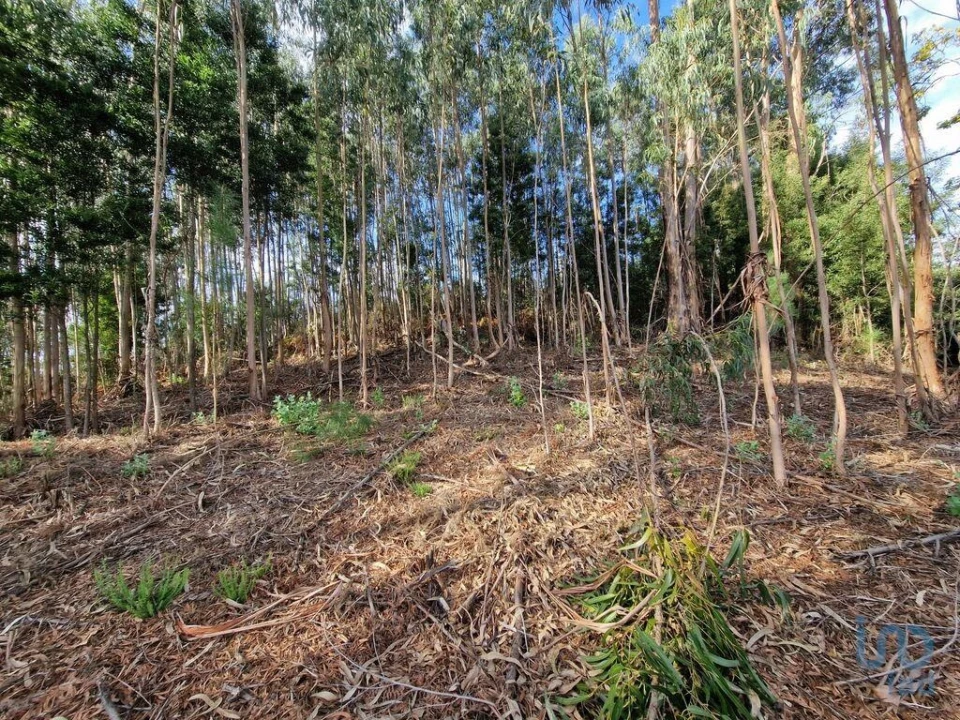 Terreno para Venda em Nogueira, Meixedo e Vilar de Murteda Foto 1