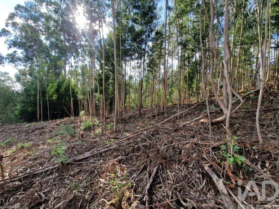 Terreno para Venda em Nogueira, Meixedo e Vilar de Murteda Foto 27