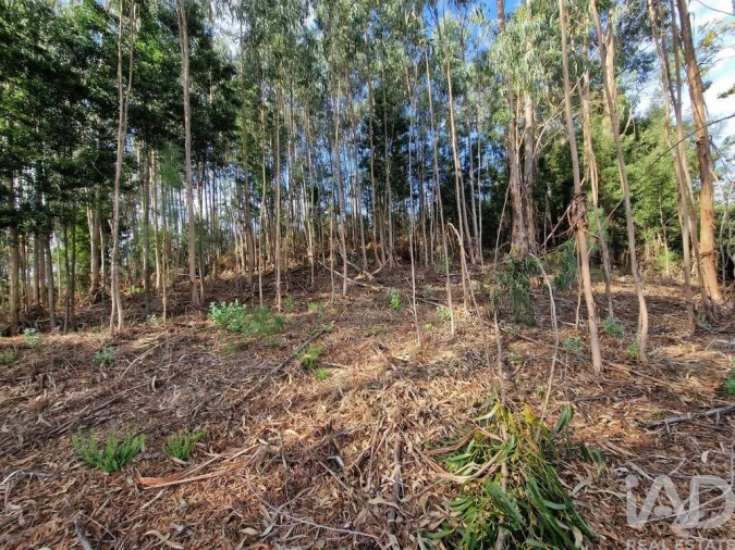 Terreno para Venda em Nogueira, Meixedo e Vilar de Murteda Foto 24