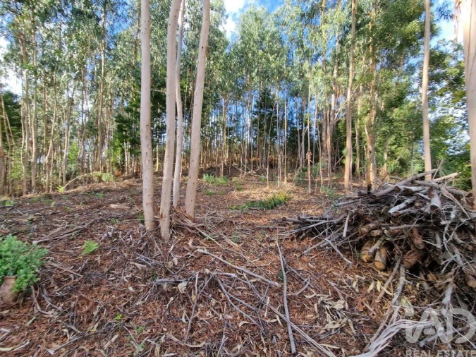 Terreno para Venda em Nogueira, Meixedo e Vilar de Murteda Foto 22
