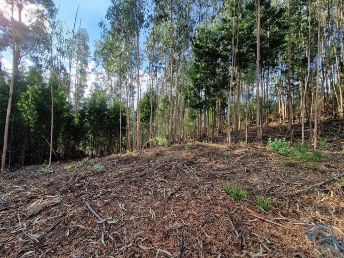 Terreno para Venda em Nogueira, Meixedo e Vilar de Murteda Foto 10