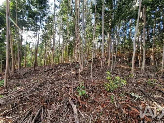 Terreno para Venda em Nogueira, Meixedo e Vilar de Murteda Foto 28