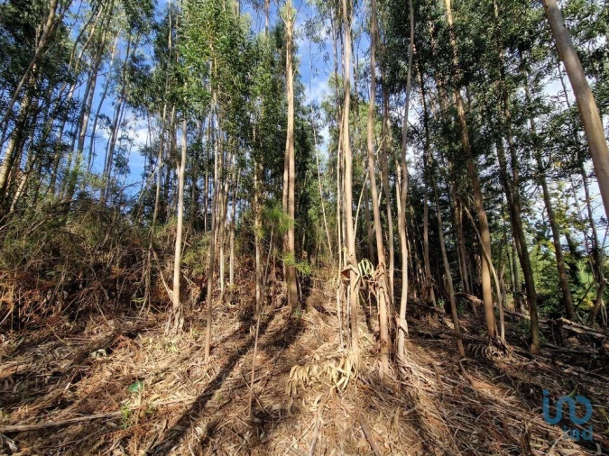 Terreno para Venda em Nogueira, Meixedo e Vilar de Murteda Foto 14