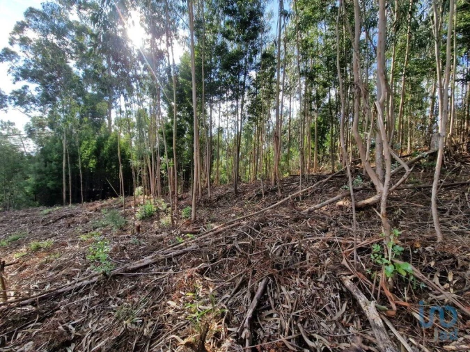 Terreno para Venda em Nogueira, Meixedo e Vilar de Murteda Foto 6