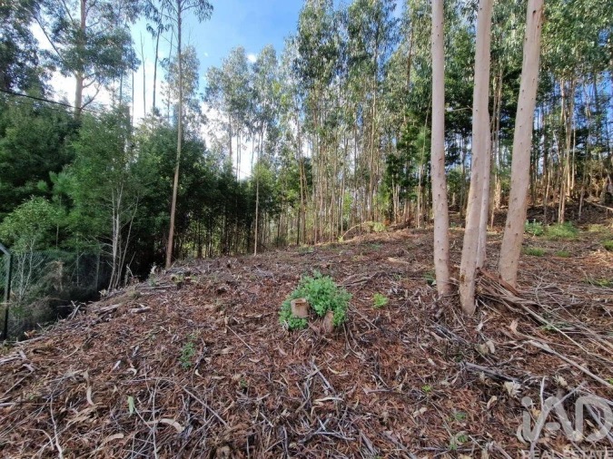 Terreno para Venda em Nogueira, Meixedo e Vilar de Murteda Foto 23